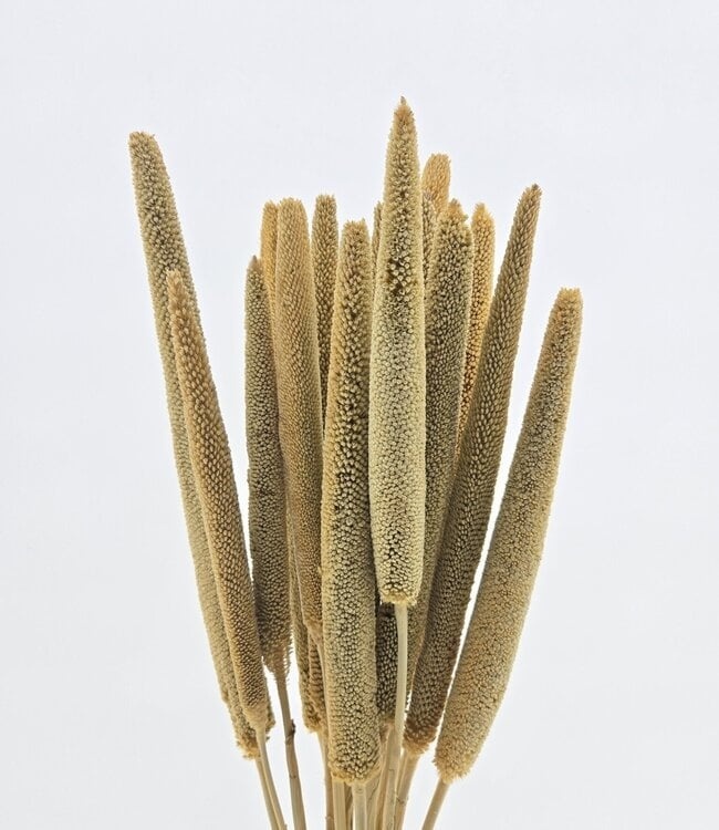 Babala (Parelgierst): Krachtig & Stoer voor B2B | B2B Flowers