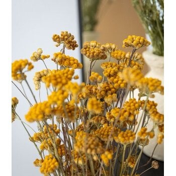 Lonas Aanua (Gele Knopjes)