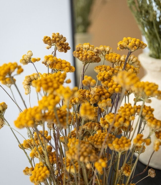 Lonas Aanua (Gele Knopjes): Zonnige Droogbloemen voor professionals | B2B Flowers