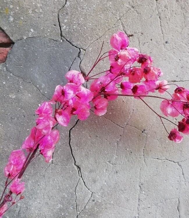 Bougainvillea: Mediterrane Sfeer voor B2B | B2B Flowers