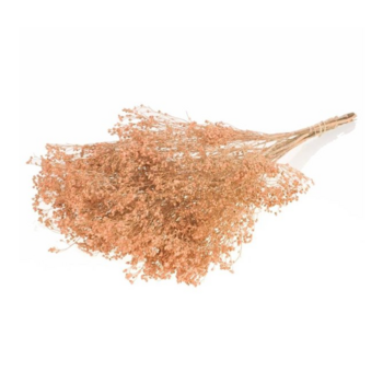 Broom Bloom (Brembloesem)