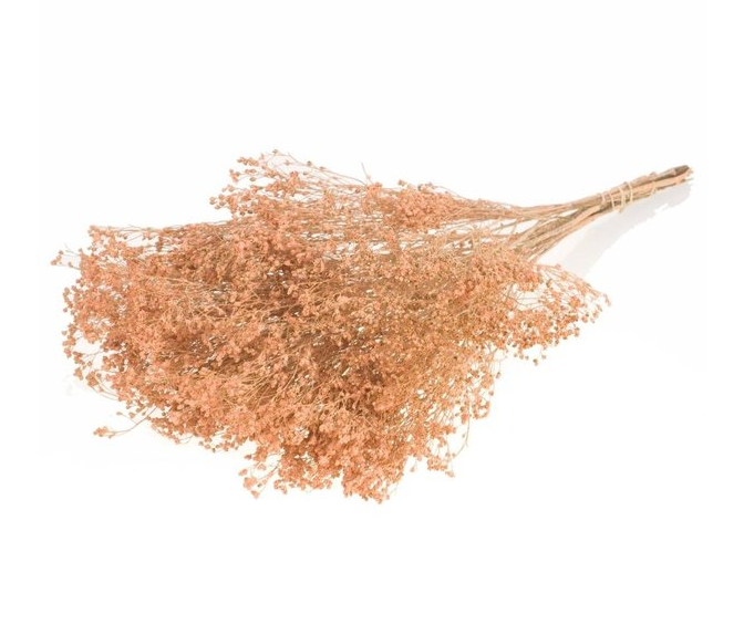 Broom Bloom (Brembloesem): Essentiële basis voor uw zakelijke creaties | B2B Flowers