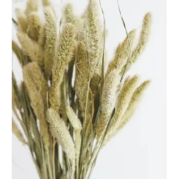 Setaria (Vossenstaart)