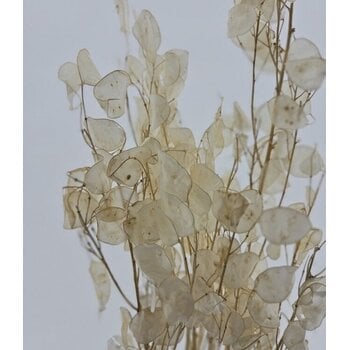 Lunaria (Judaspenning)