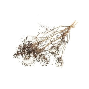 Bupleurum (Goudscherm)