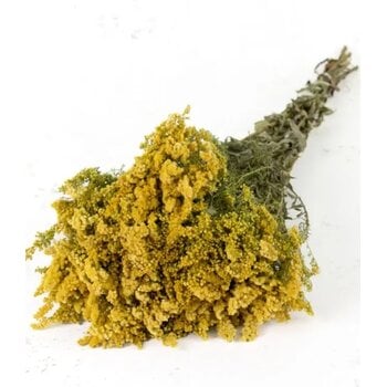 Solidago (Guldenroede)