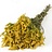Solidago (Goldenrod)