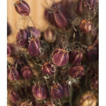 Nigella (Juffertje-in-het-groen)