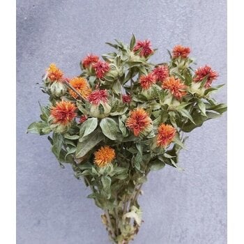 Carthamus (Saffloer)