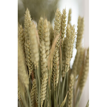 Triticum (Tarwe)
