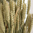 Triticum (Blé)