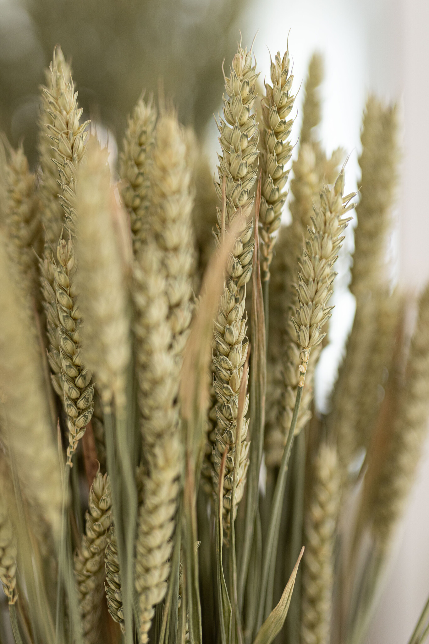 Triticum (Tarwe): Rustieke Eenvoud | B2B Flowers