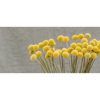 Craspedia (Trommelstokje)