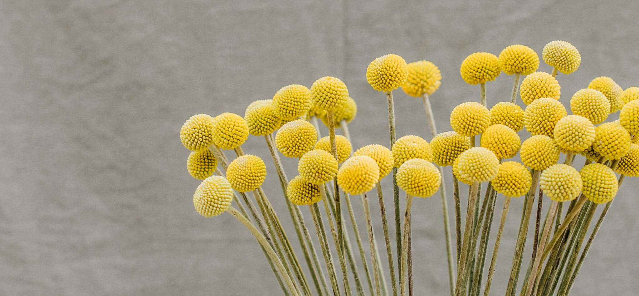 Craspedia (Trommelstokje): Speelse Gele Bollen voor B2B | B2B Flowers