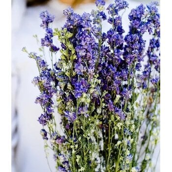 Delphinium (Ridderspoor)