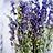 Delphinium (Pied-d'alouette)