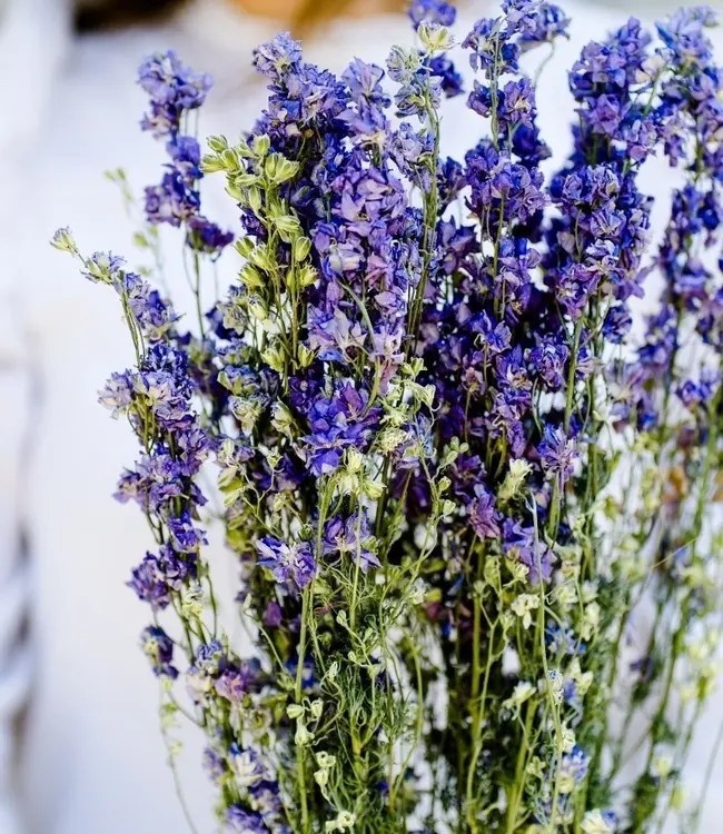 Delphinium (Ridderspoor): Elegante Kleurlijnen voor jouw B2B Creaties | B2B Flowers