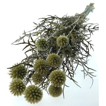 Echinops (Kogeldistel)