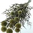 Echinops (Chardon-boule)