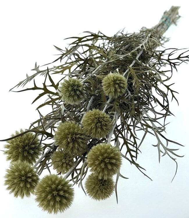 Echinops (Kogeldistel): Stoere Blauwe Bollen | B2B Flowers