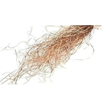 Xerophyllum (Berengras)