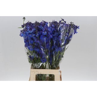 Freshy Delphinium En Donna