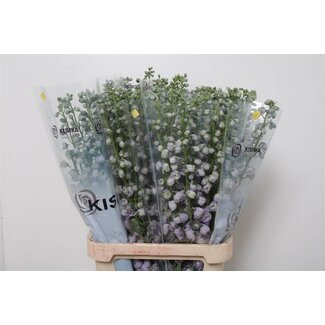 Freshy Delphinium Magic Fount La