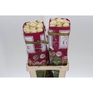 Freshy R Eq Quicksand