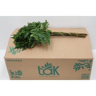 Freshy Ledervaren Middel x30 (p. bos)