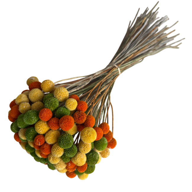 Bouquet Craspedia Carnaval | Craspedias vertes, orange et jaunes | Longueur ± 65 centimètres | Poids ± 150 grammes
