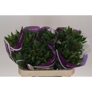 Freshy Alstroemeria Carline