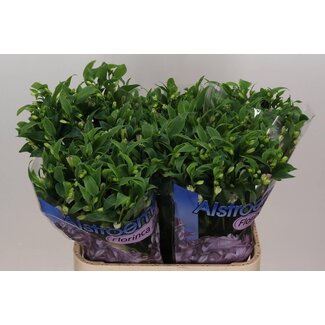 Freshy Alstroemeria Fl Joy Ride