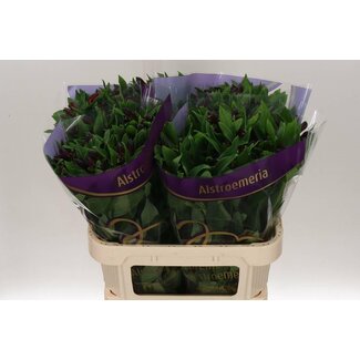 Freshy Alstroemeria Rumba