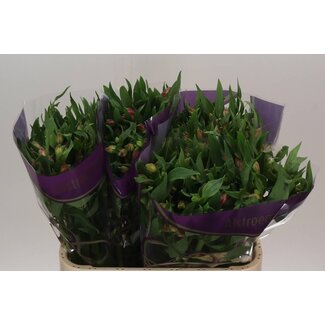 Freshy Alstroemeria Avianna