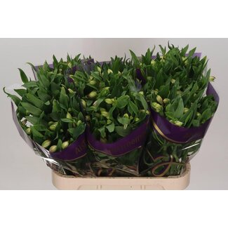 Freshy Alstroemeria Pink Floyd