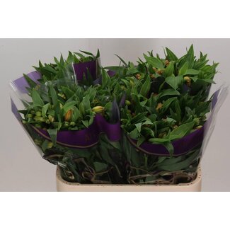 Freshy Alstroemeria Aurora