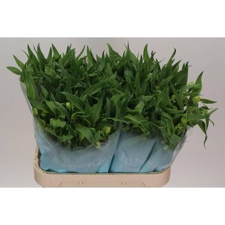 Freshy Alstroemeria Virginia