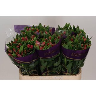 Freshy Alstroemeria Bubblicious