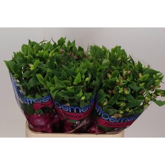 Freshy Alstroemeria Fl Noa