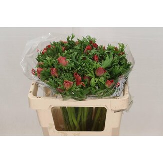 Freshy Anemone Co Galil Rood