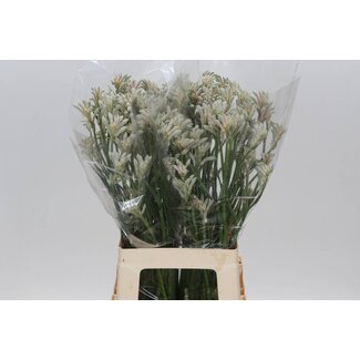 Freshy Anigozanthos Bush Diamond