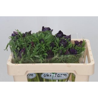 Freshy Anemone Co Galil Bordeaux