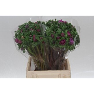 Freshy Anemone Mistral M X50 Cerise