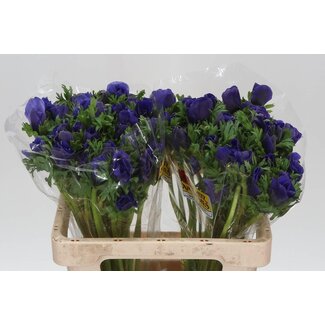 Freshy Anemone Co Galil Blauw