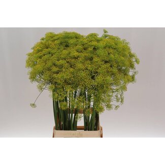 Freshy Anethum Graveolens