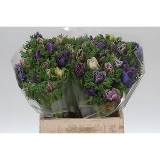 Freshy Anemone Mistral M X50 Cenere