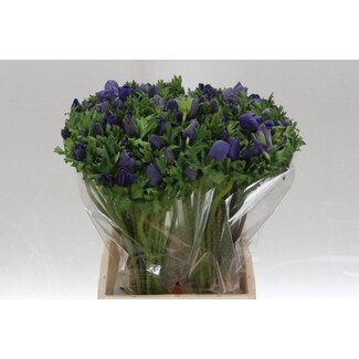 Freshy Anemone Mistral M X50 Blue