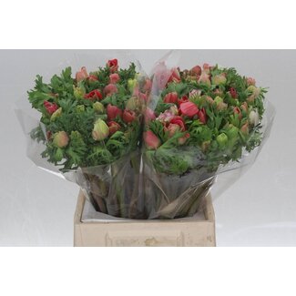 Freshy Anemone Mistral M X50 Red