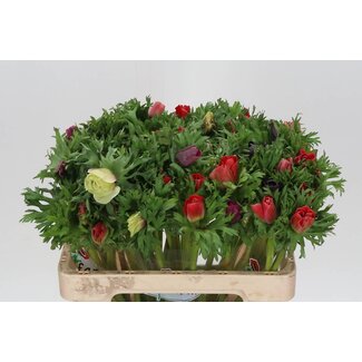 Freshy Anemone Gemengd in Bos