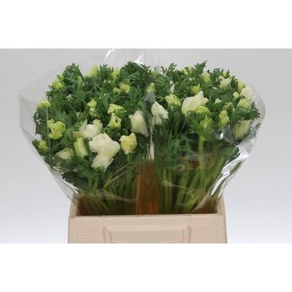 Freshy Anemone Mistral M X50 White